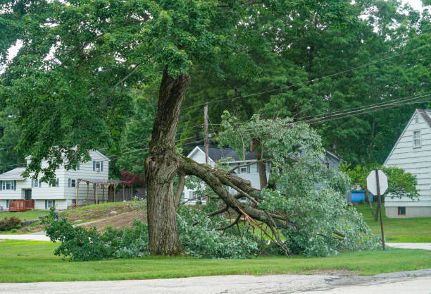 Emergency Storm Tree Removal in Danville, AR